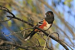 Spotted Towhee